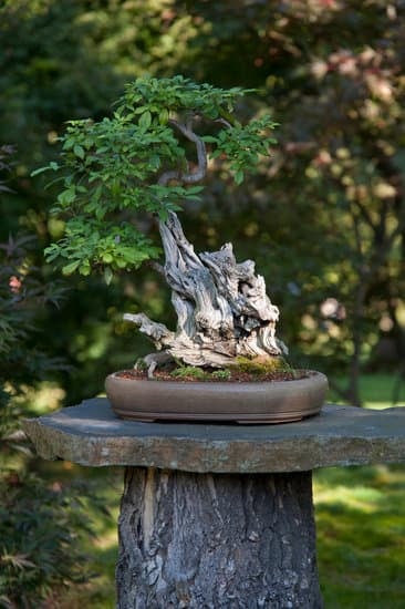 come si pota un ulivo bonsai