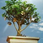 Quando Annaffiare Acero Rosso Bonsai Quando annaffiare il mio acero rosso bonsai Scopri i consigli chiave per una crescita rigogliosa