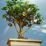 Quando Annaffiare Acero Rosso Bonsai Quando annaffiare il mio acero rosso bonsai Scopri i consigli chiave per una crescita rigogliosa