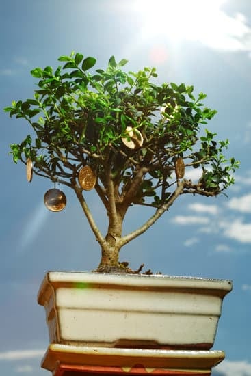 Quando annaffiare il mio acero rosso bonsai Scopri i consigli chiave per una crescita rigogliosa