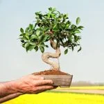 Scopri come tagliare la rotola di Bonsai Nana per l'acquario in modo efficace e sicuro