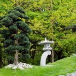 Dove Tenere Il Bonsai Di Ulivo in Inverno Come proteggere il bonsai di ulivo in inverno: suggerimenti per la posizione ideale