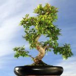 Come Evitare Che Il Bonsai Cresca Troppo Come controllare la crescita eccessiva del bonsai