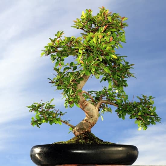 Come Evitare Che Il Bonsai Cresca Troppo 1 Come controllare la crescita eccessiva del bonsai