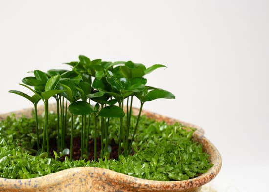 Utilizza del substrato specifico per bonsai per favorire il corretto drenaggio