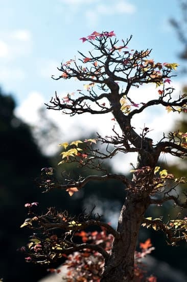 Come Creare Bonsai a Ceppaia 1 Utilizza Come creare bonsai a ceppaia per un tutorial dettagliato e pratico