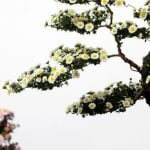 Scopri quando tagliare le candele del pino bonsai per una crescita sana e rigogliosa