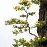 Guida pratica: Come far nascere un bonsai da supermercato