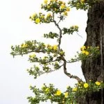 Guida pratica: Come far nascere un bonsai da supermercato