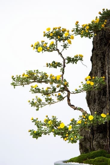 Come Nasce Un Bonsai Da Supermercato 1 Guida pratica: Come far nascere un bonsai da supermercato