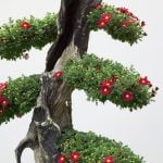 Dove Acquustare Muschio Per Bonsai Scopri dove acquistare muschio per bonsai nella tua zona