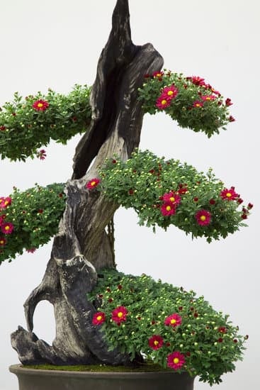 Dove Acquustare Muschio Per Bonsai 1 Scopri dove acquistare muschio per bonsai nella tua zona