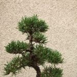 Quanta Acqua Ci Vuole Per I Bonsai Quantità di acqua necessaria per i bonsai: consigli pratici e utili