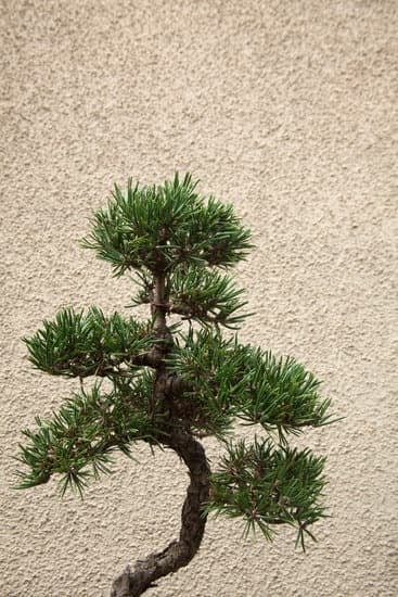 Quanta Acqua Ci Vuole Per I Bonsai 1 Quantità di acqua necessaria per i bonsai: consigli pratici e utili