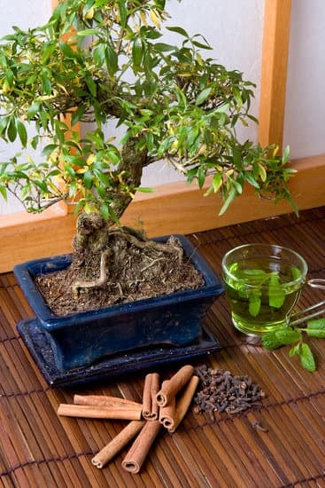Come Fare Un Bonsai Con Un Ramo Di Acero Rosso 9 Creare un bonsai con un ramo di acero rosso: guida dettagliata