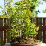 Scopri il fascino del bonsai rosso: quanti cavoli foglie ha