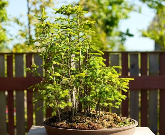 Quante Foglie Ha Il Bonsai Rosso 1 Scopri il fascino del bonsai rosso: quanti cavoli foglie ha