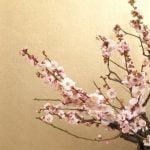 Come Fare Germogliare I Semi Di Un Futuro Bonsai Guida pratica: Come far germogliare i semi per un futuro bonsai