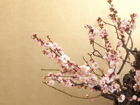 Come Fare Germogliare I Semi Di Un Futuro Bonsai 1 Guida pratica: Come far germogliare i semi per un futuro bonsai