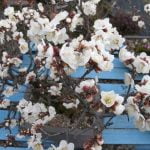 Come Potare Il Bonsai Zelkova Scopri come potare il Bonsai Zelkova per favorirne la crescita e la forma desiderata