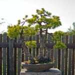 Scopri quanto costano le bomboniere bonsai con prezzi convenienti e unici