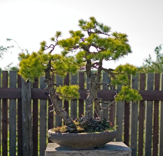 Quanto Costano Le Bomboniere Bonsai 1 Scopri quanto costano le bomboniere bonsai con prezzi convenienti e unici