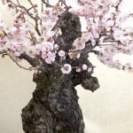 Come Curare Un Bonsai Che Ha Perso Le Foglie Come curare un bonsai che ha perso le foglie: consigli per il recupero delle piante da interno