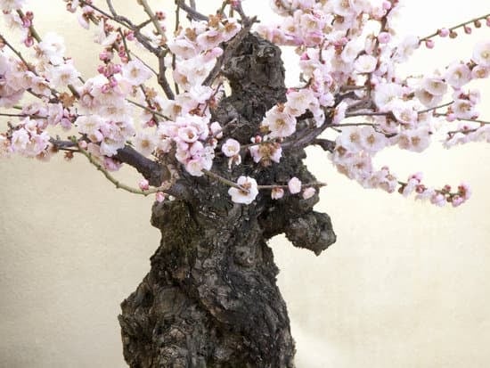 Come Curare Un Bonsai Che Ha Perso Le Foglie 1 Come curare un bonsai che ha perso le foglie: consigli per il recupero delle piante da interno
