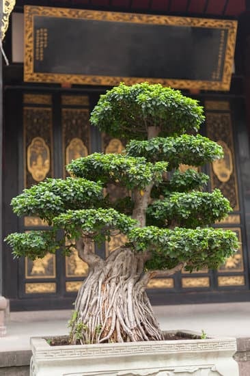 Quando Fessurare Bonsai 1 Come e quando fessurare bonsai: guida completa alla tecnica di fessuratura