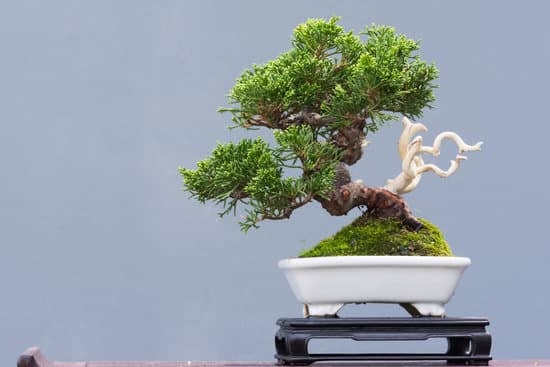 Come Si Fa a Creare Un Bonsai Di Piracanta 1 Guida passo passo: Creare un bonsai di piracanta in casa