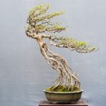 Quando Concimare Serissa Bonsai Scopri quando concimare serissa bonsai per garantirne la salute e la bellezza