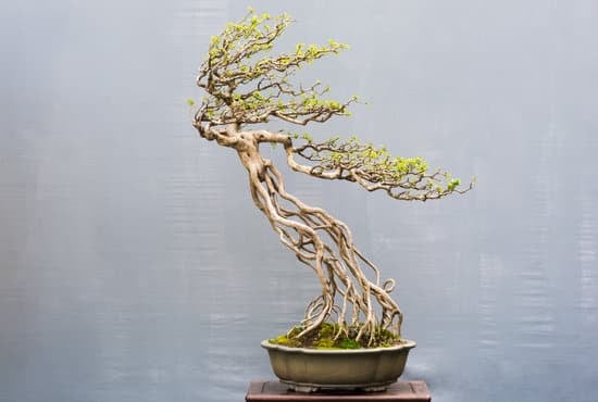 Scopri quando concimare serissa bonsai per garantirne la salute e la bellezza
