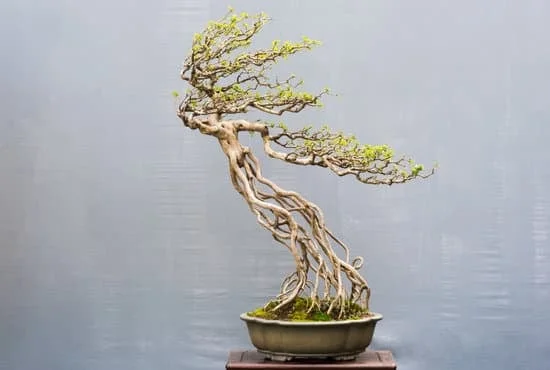 Scopri quando concimare serissa bonsai per garantirne la salute e la bellezza