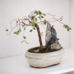 Come Fare Il Bonsai Di Ginepro Scopri come fare il bonsai di ginepro: segui i nostri consigli e realizza un capolavoro verde