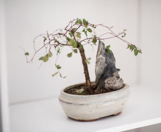Come Fare Il Bonsai Di Ginepro 1 Scopri come fare il bonsai di ginepro: segui i nostri consigli e realizza un capolavoro verde