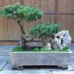 Come Potare Un Melograno Bonsai Scopri come potare un melograno bonsai: consigli utili per una corretta cura