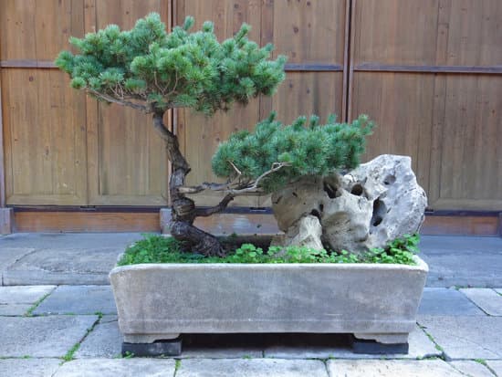 Scopri come potare un melograno bonsai: consigli utili per una corretta cura