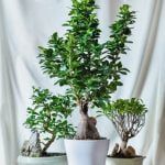 Come Potare Ginepro Bonsai Scopri come potare il ginepro bonsai con tecniche professionali e specifiche per ottenere risultati ottimali