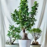 Scopri come potare il ginepro bonsai con tecniche professionali e specifiche per ottenere risultati ottimali
