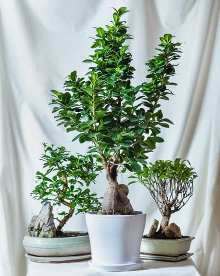 Come Potare Ginepro Bonsai 1 Scopri come potare il ginepro bonsai con tecniche professionali e specifiche per ottenere risultati ottimali