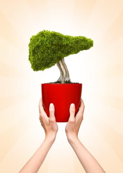 Per Coltivare Bonsai C'E Un Terriccio Particolare 1 Scopri tutto sul terriccio particolare per coltivare bonsai e ottenere risultati straordinari