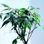Guida: Come costruire un air bonsai in pochi passi