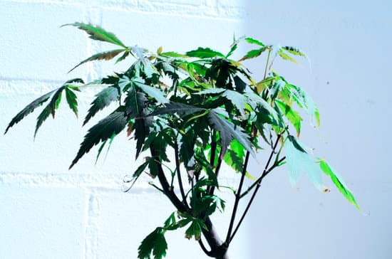 Come Costruire Un Air Bonsai 13 Guida: Come costruire un air bonsai in pochi passi