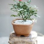 Come Tirare via La Muffa Dal Bonsai Utilizza olio essenziale di tea tree per combattere la muffa sul bonsai