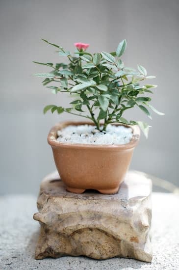 Come Tirare via La Muffa Dal Bonsai 1 Utilizza olio essenziale di tea tree per combattere la muffa sul bonsai