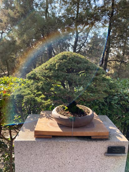 Quando Spuntano I Fiori Sul Bonsai 1 Scopri il momento giusto quando spuntano i fiori sul bonsai