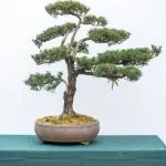 Come inaffiare bonsai carmona: consigli per mantenere l'umidità del terreno