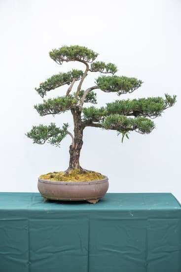 Come Innaffiare Bonsai Carmona 1 Come inaffiare bonsai carmona: consigli per mantenere l'umidità del terreno