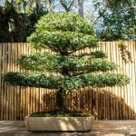Come Potare Un Pino Bonsai Guida dettagliata su come potare un pino bonsai per una crescita sana e armoniosa