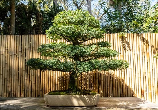 Come Potare Un Pino Bonsai 1 Guida dettagliata su come potare un pino bonsai per una crescita sana e armoniosa